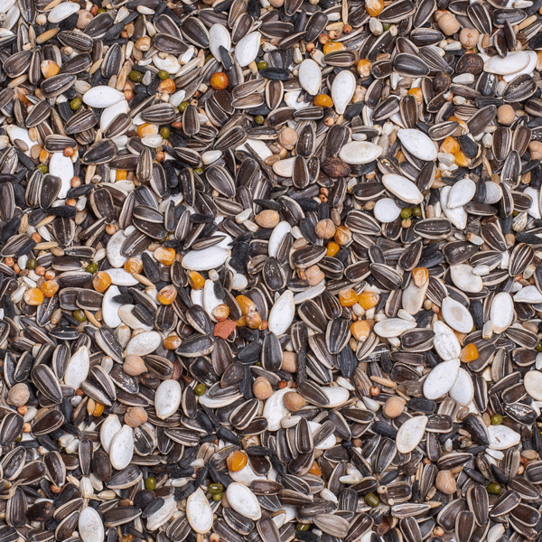 28 - germination Seeds Parrots - Bilde 2