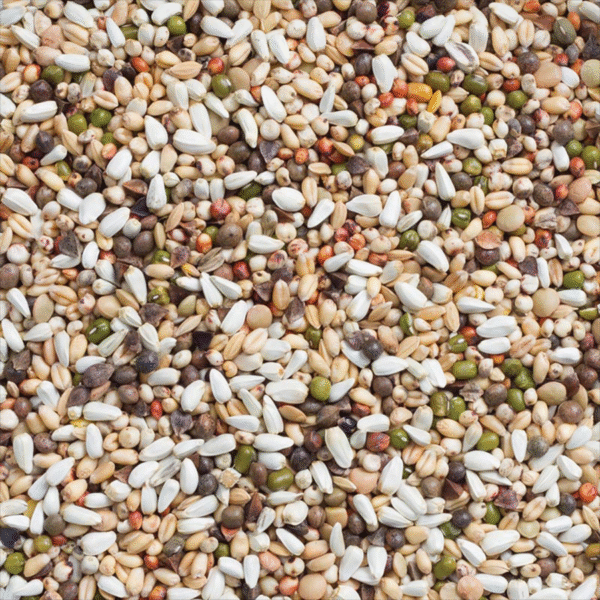 33 - Large Parakeets & Parrots Germination Seeds - Bilde 2