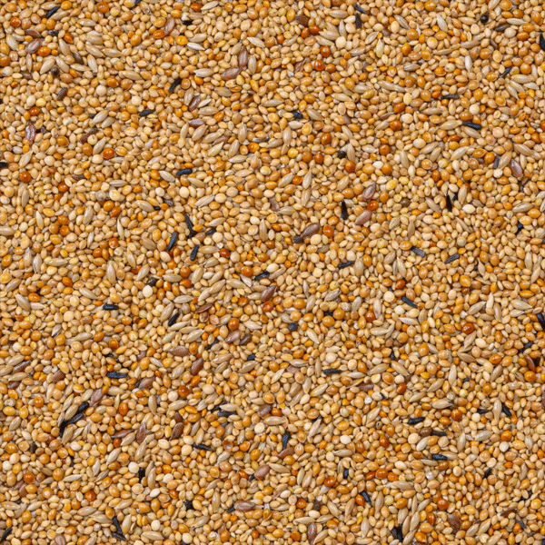 41 - Foreign Finches Breeding - Bilde 2