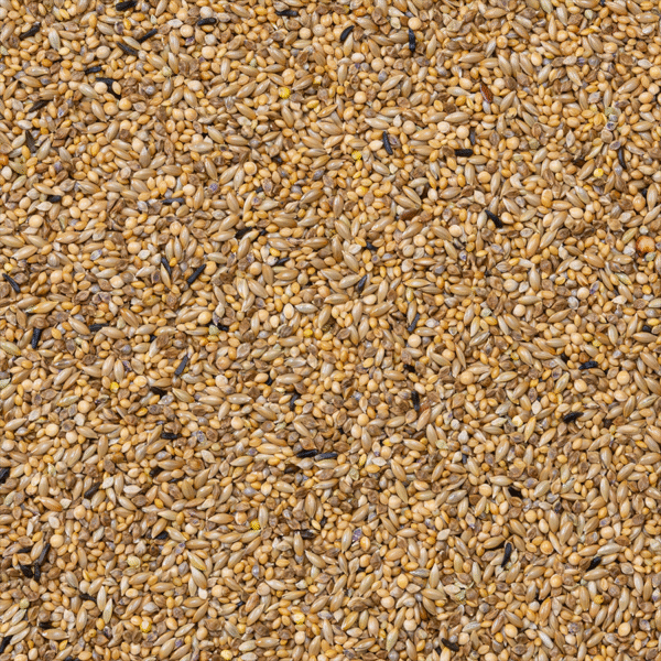 42 - Zebra Finches Supreme - Bilde 2