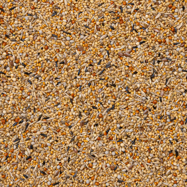 43 - African Finches Supreme - Bilde 2