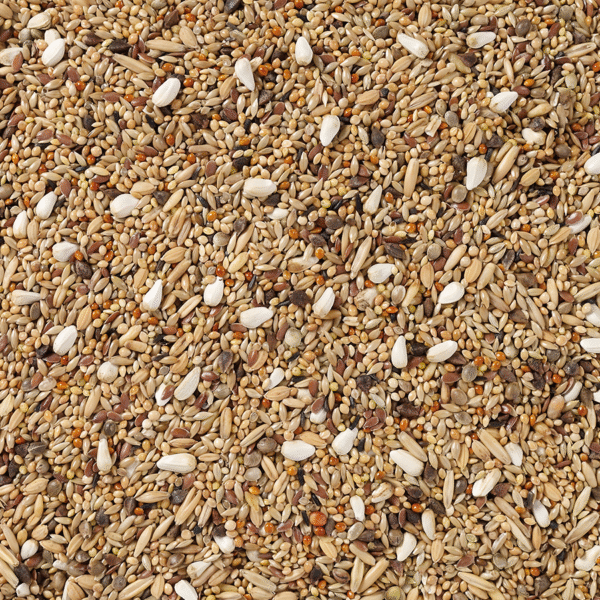 68 - Large Parakeets without Sunflower Seed - Bilde 2
