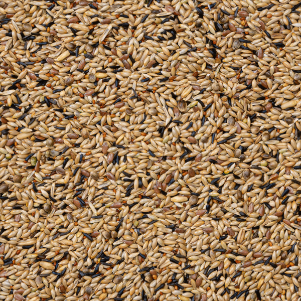 80 - Canaries Breeding without Rapeseed - Bilde 2