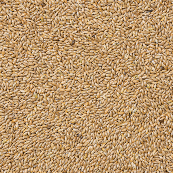 86 - Canary Seed Extra - Bilde 2