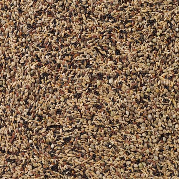 91 - British Finches - Bilde 2