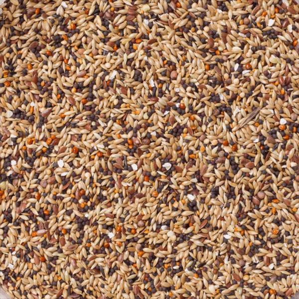 92 - Chaffinches Sport Mix - Bilde 2