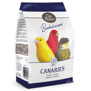 Canaries birdelicious