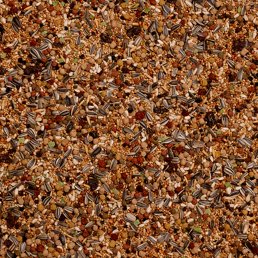 Large Parakeets Amazonia Birdelicious - Bilde 2