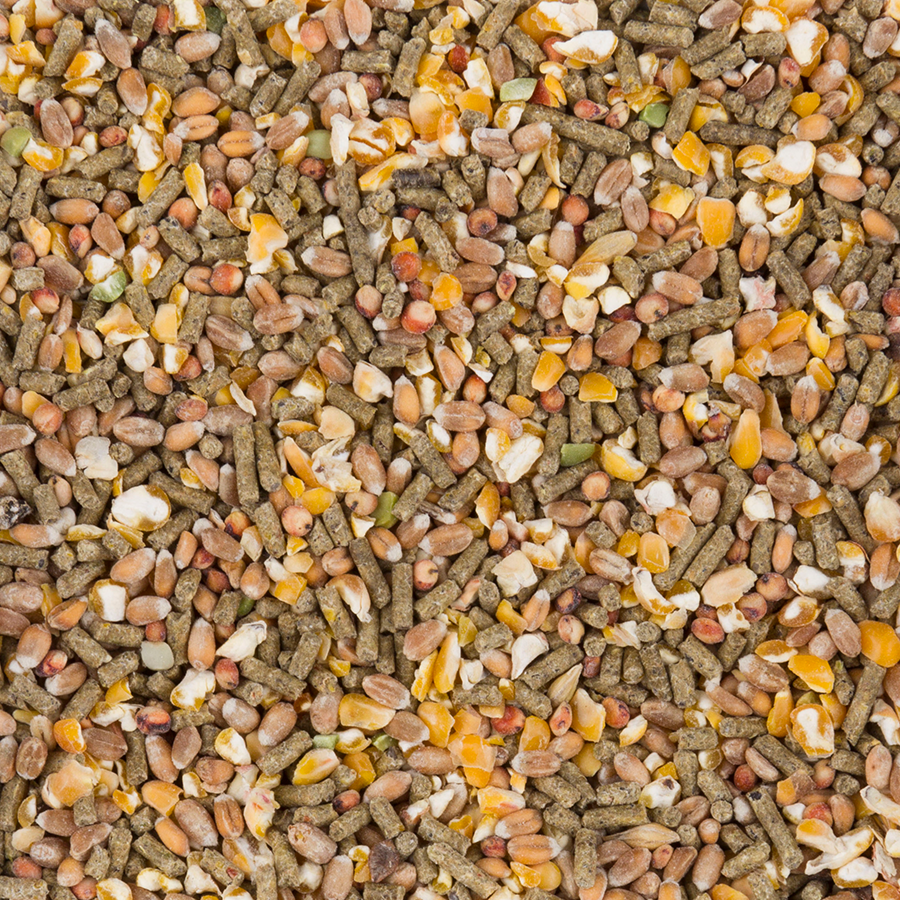 Kornblanding med eggleggingspellets i Deli Nature ChiX Laying Mix