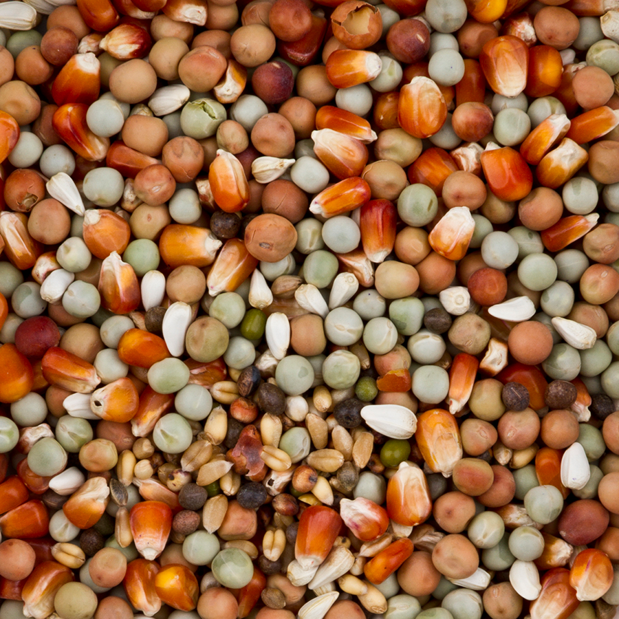 DoviX Small Maize blanding med småmais, erter, korn og frø til duer