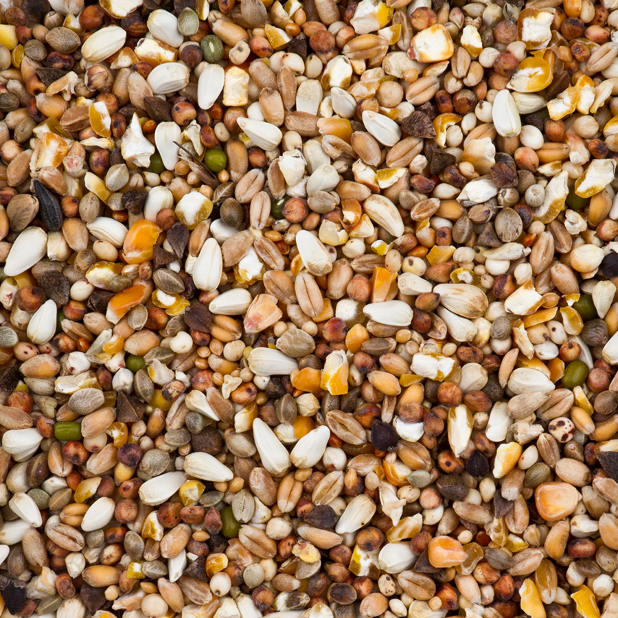 Turtle Dove Premium - Bilde 2