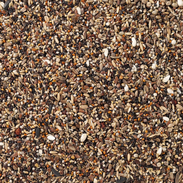 Pyrrhula - Bullfinches Birdelicious - Bilde 2