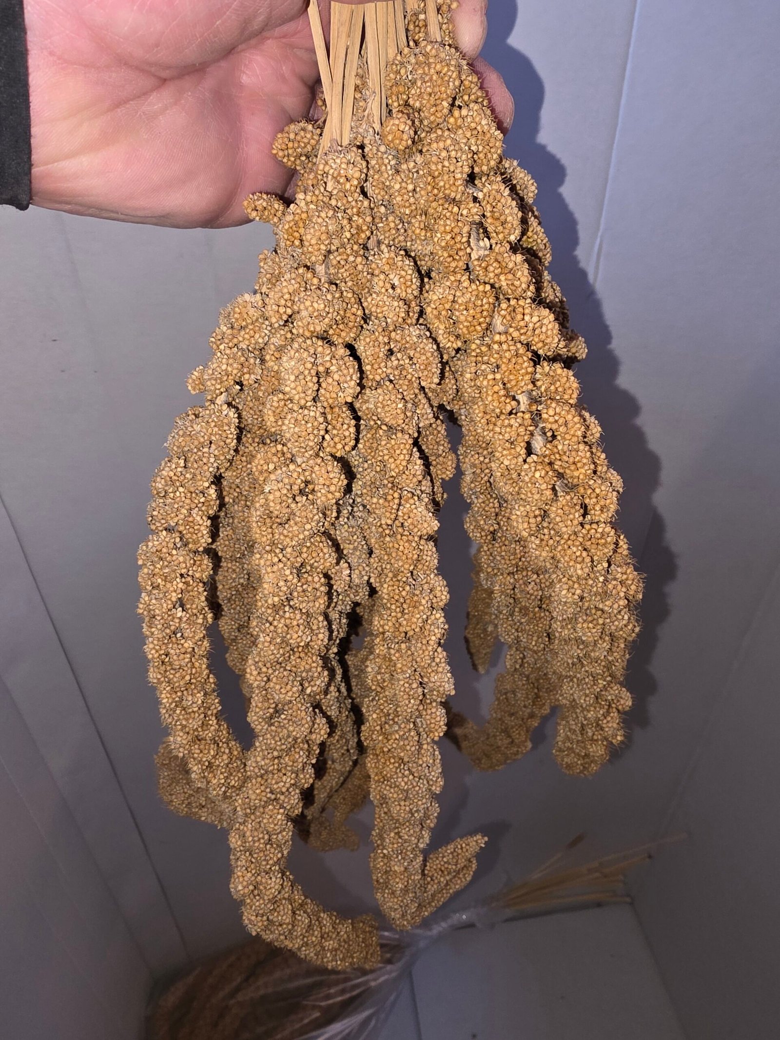 Hirse kolbe 0,5kg - Bilde 2