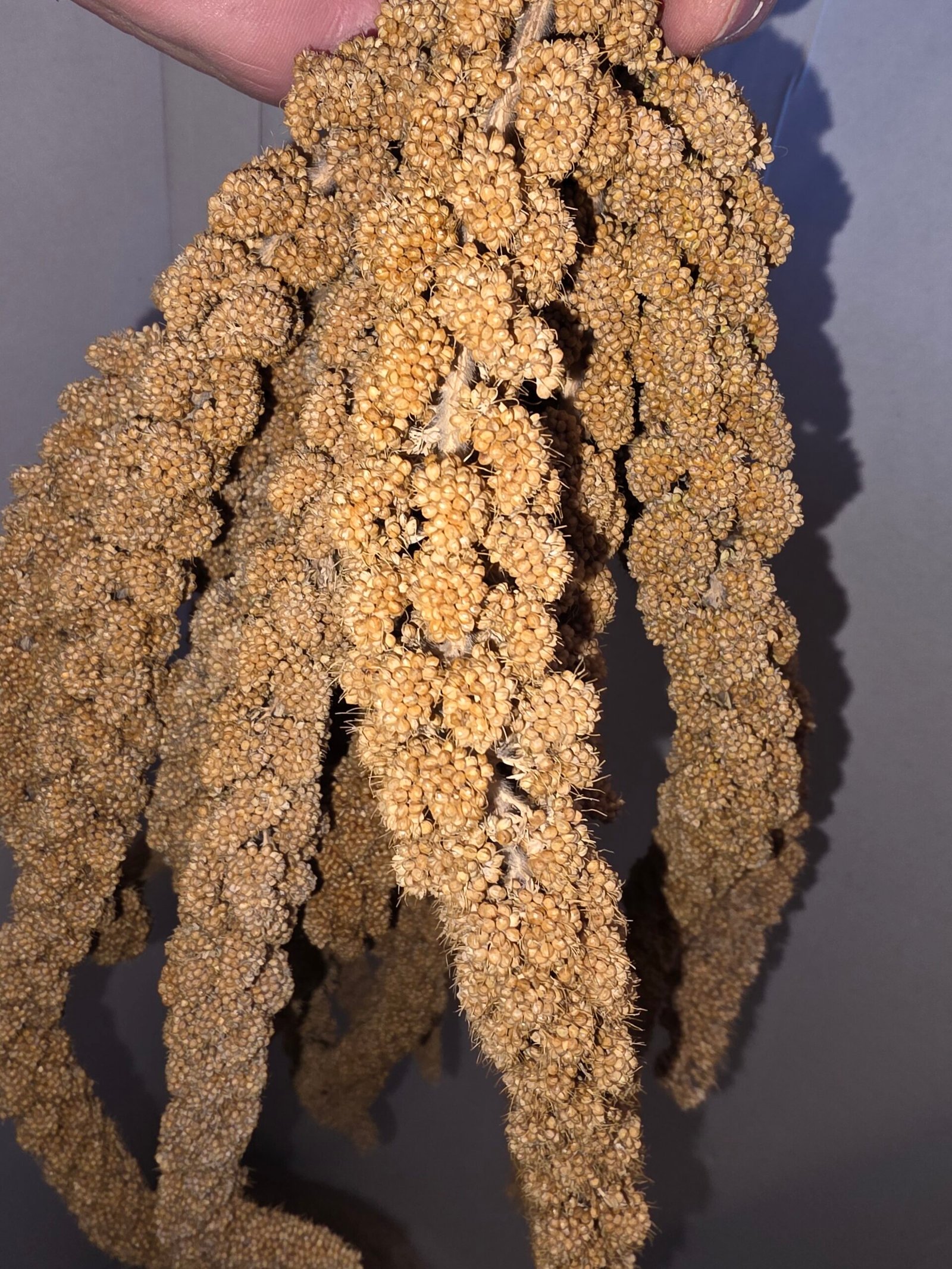 Hirse kolbe 0,5kg