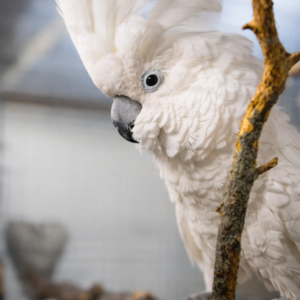 Alba Kakadue/Hvittoppet Kakadue