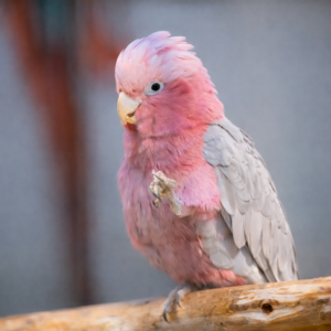 Rosa kakadue (Galah)