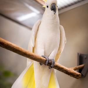 Gultoppet kakadue (Sulphur-crested cockatoo)