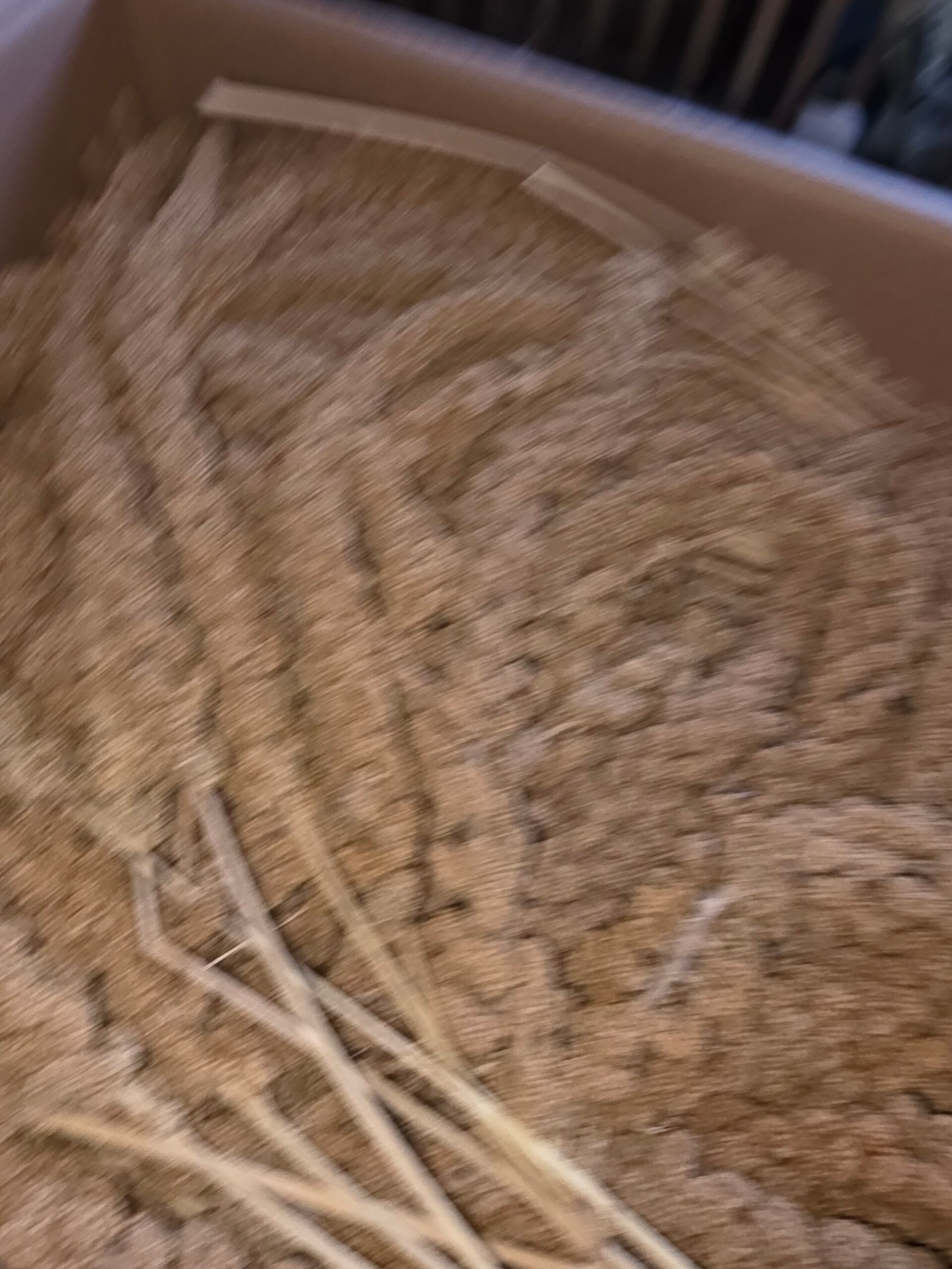 Hirse kolbe 0,5kg - Bilde 3