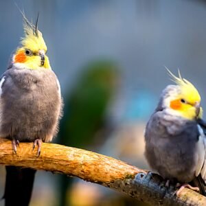 Nymfeparakitt / Nymfe kakadue