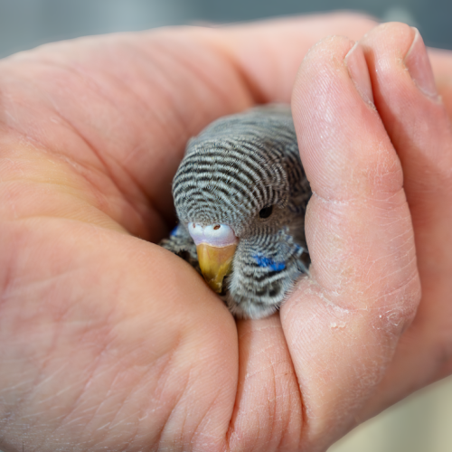 2026_ZooExpo_undulat_DSC_4399_Foto_Kathrin_Glaw